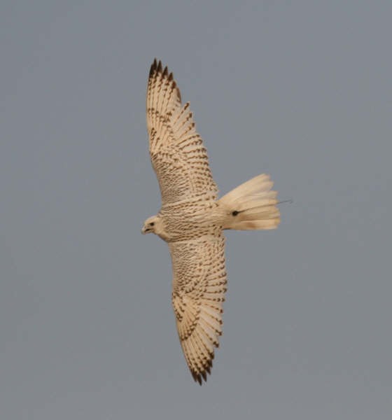 whiet gyr in flight